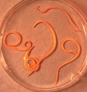Ascaride -Mann Parasiten